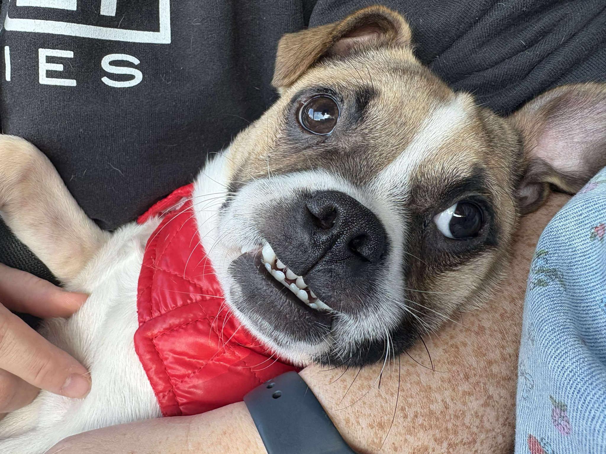 Bruce, a Adoptable mixed breed in Sheboygan, WI image 2/6