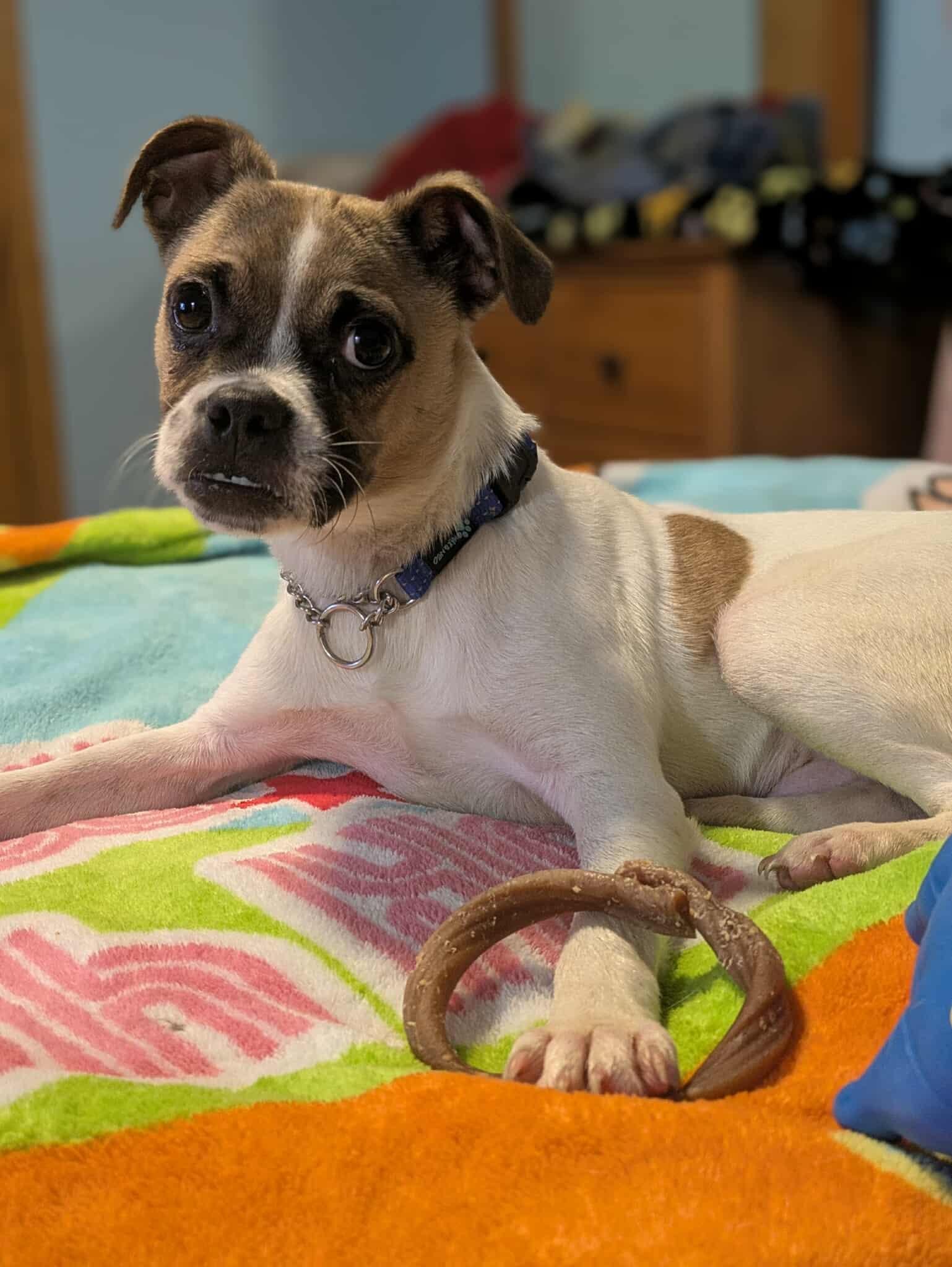 Bruce, a Adoptable mixed breed in Sheboygan, WI image 6/6