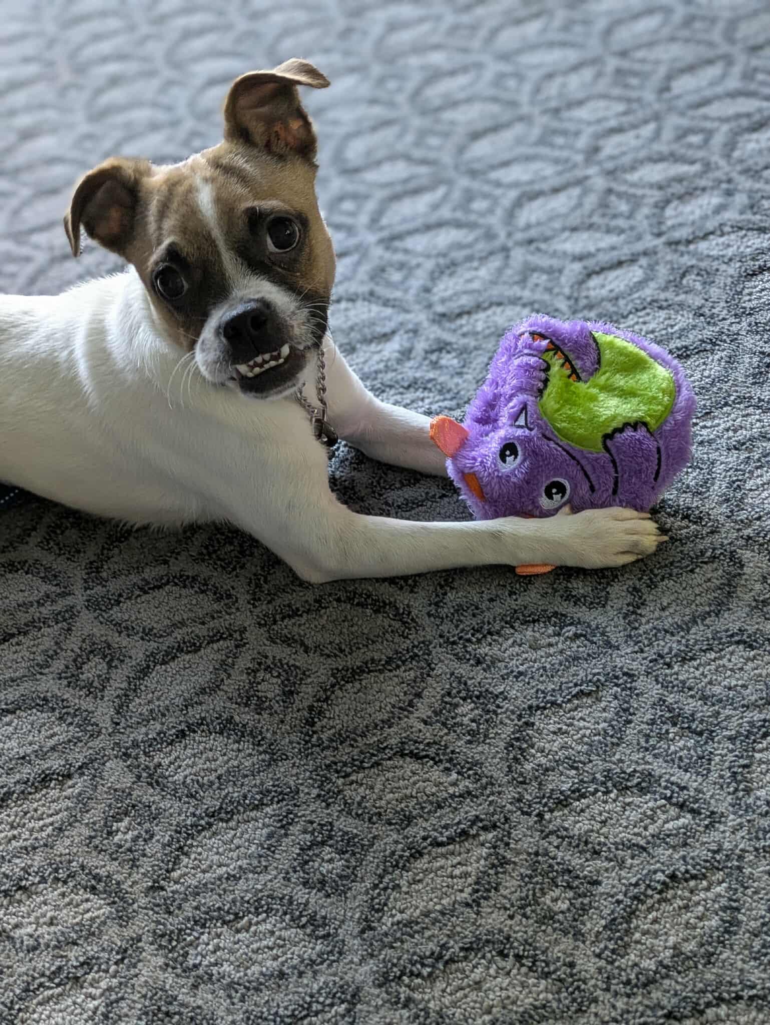 Bruce, a Adoptable mixed breed in Sheboygan, WI image 3/6