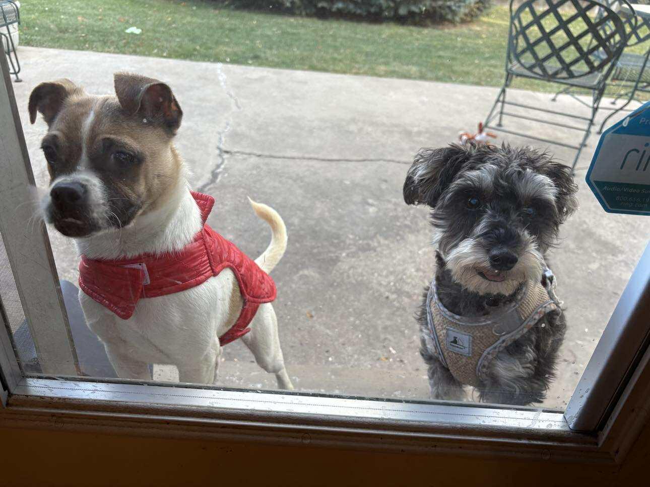 Bruce, a Adoptable mixed breed in Sheboygan, WI image 4/6