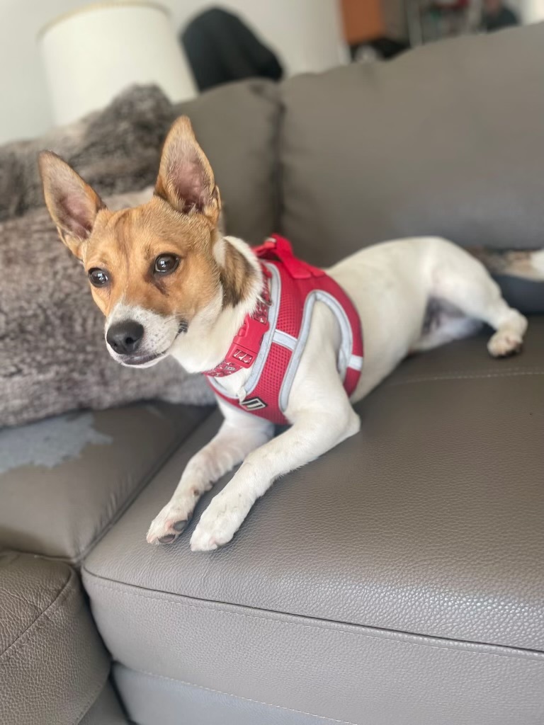 Buddy, Adopted, Puppy Male Jack Russell Terrier.