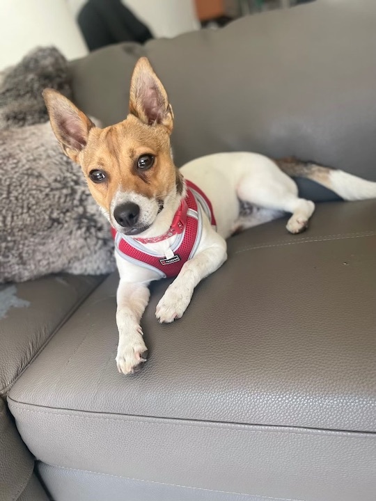 Buddy, a Adopted Jack Russell Terrier in Miami, FL image 2/4