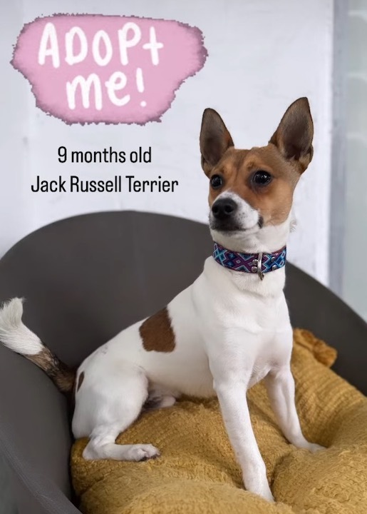 Buddy, a Adopted Jack Russell Terrier in Miami, FL image 3/4