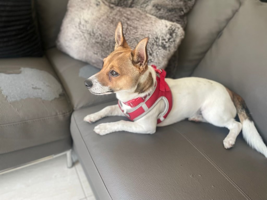 Buddy, a Adopted Jack Russell Terrier in Miami, FL image 4/4