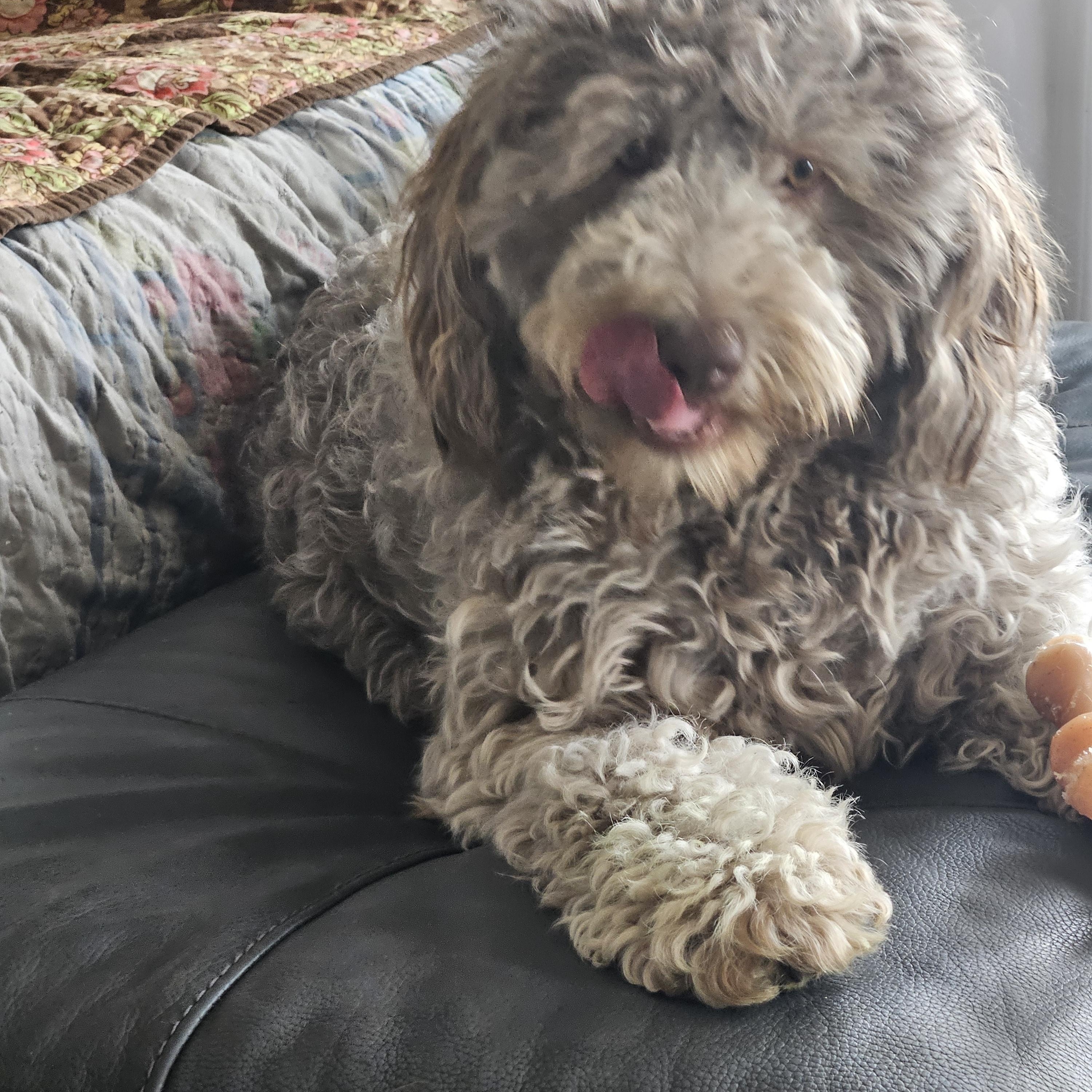 Enlarge CHAI-WASHINGTON, a Adoptable Aussiedoodle in Blaine, WA image 3/6