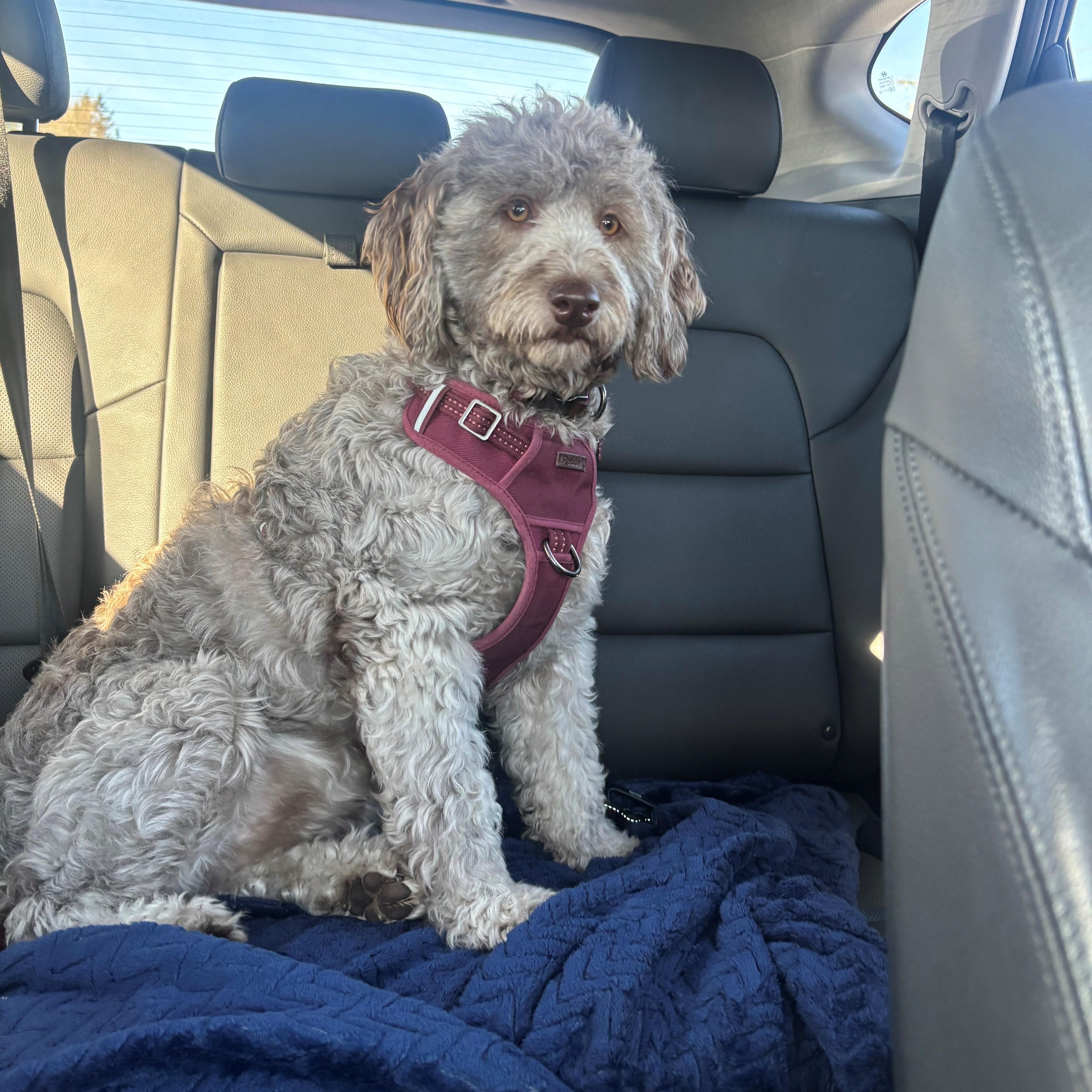 Enlarge CHAI-WASHINGTON, a Adoptable Aussiedoodle in Blaine, WA image 2/6