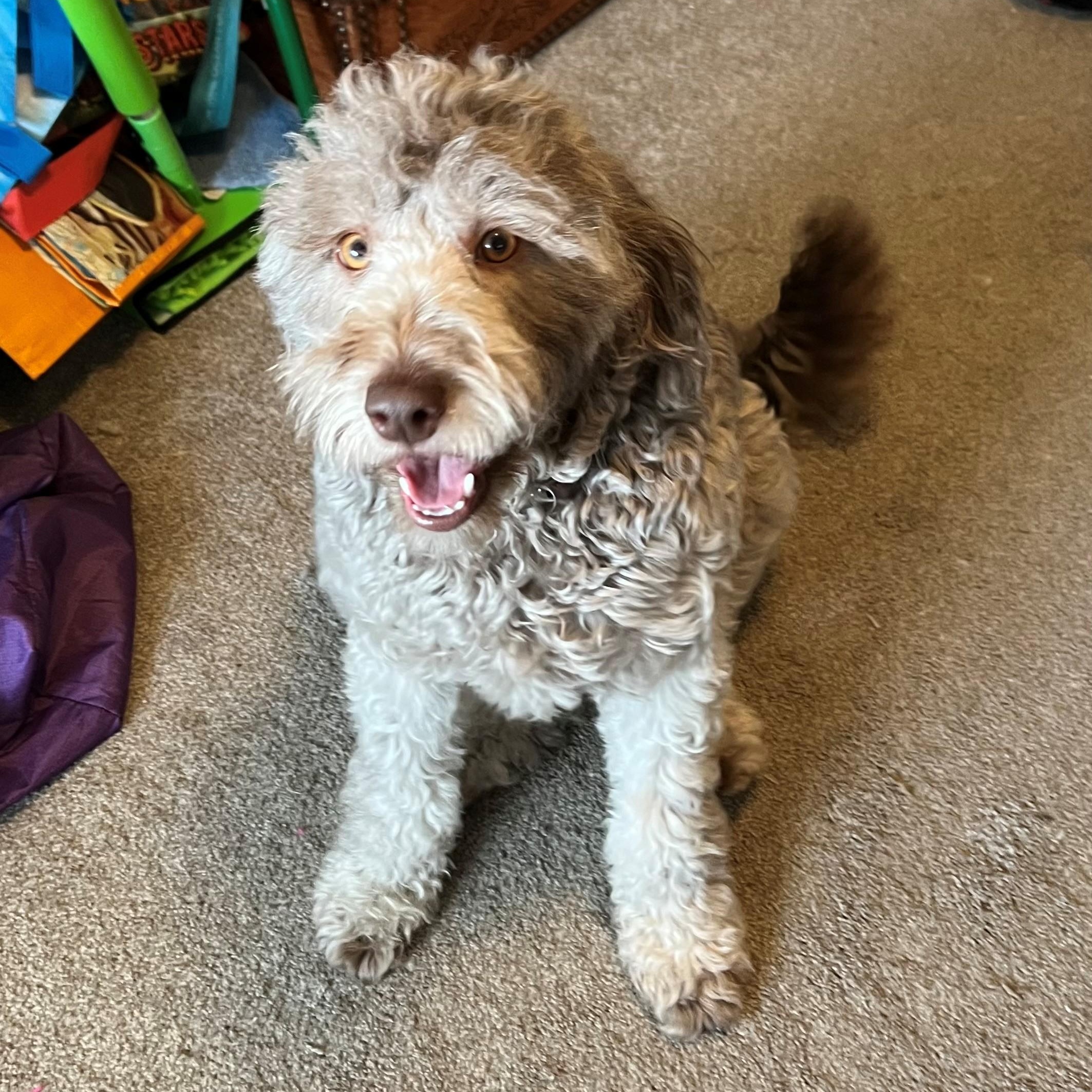 CHAI-WASHINGTON, Adoptable, Young Female Aussiedoodle.