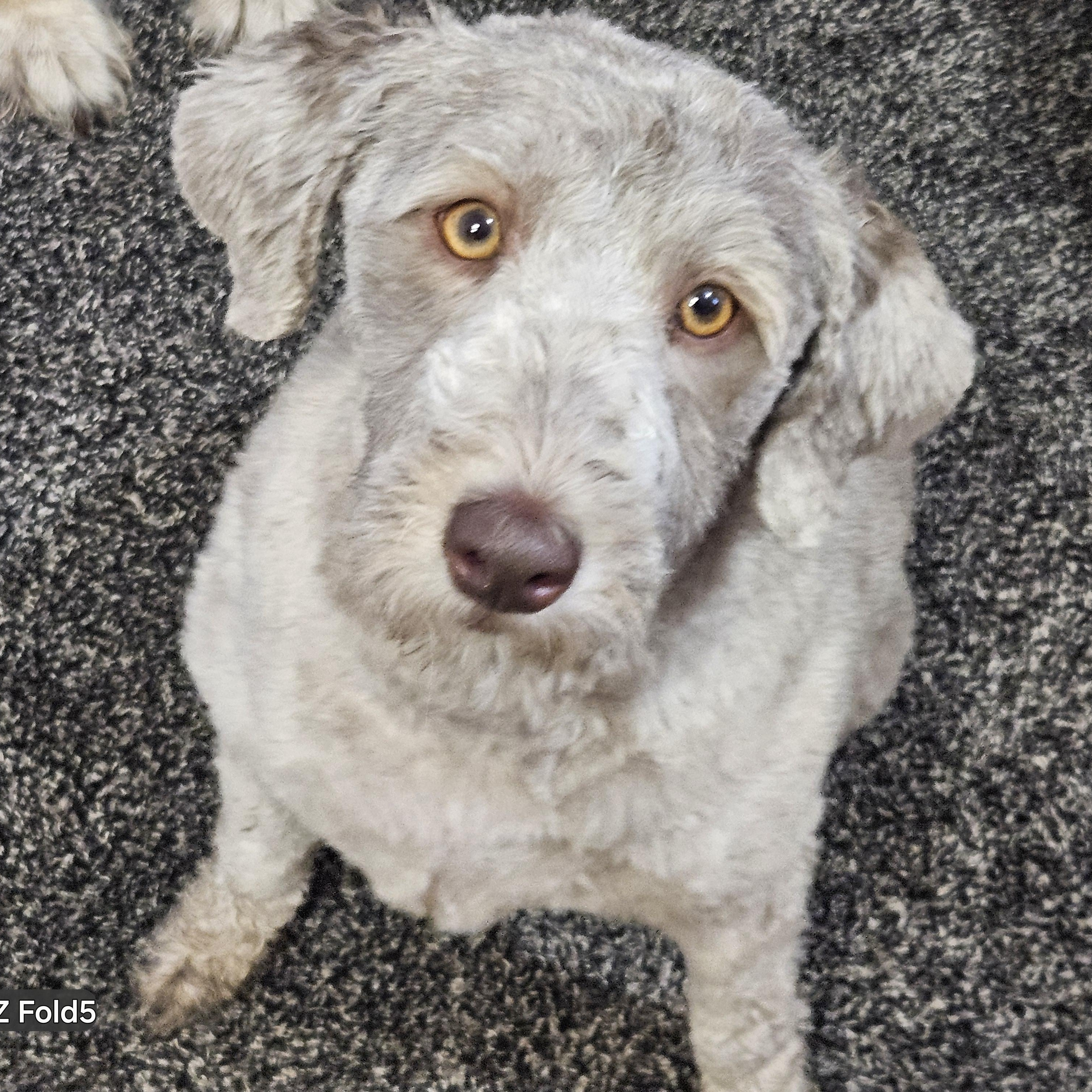 Enlarge CHAI-WASHINGTON, a Adoptable Aussiedoodle in Blaine, WA image 4/6