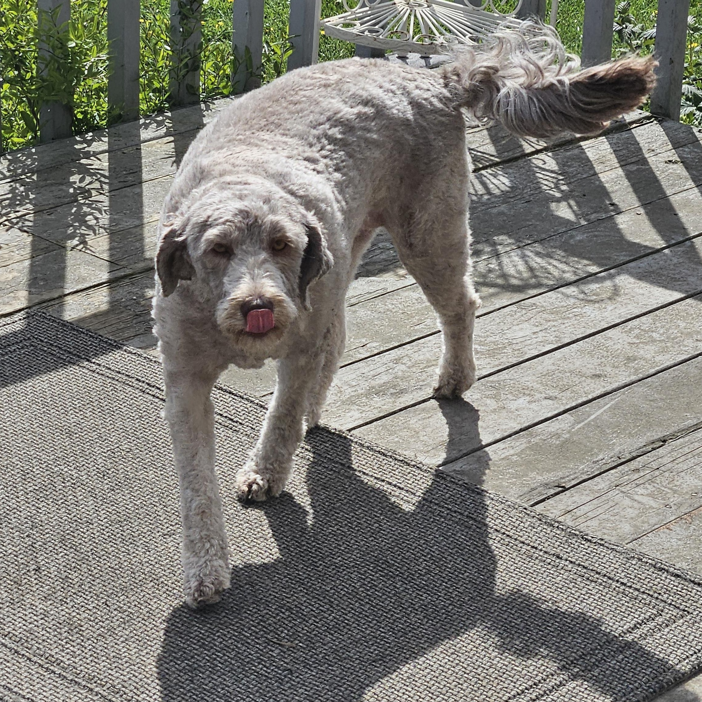 Enlarge CHAI-WASHINGTON, a Adoptable Aussiedoodle in Blaine, WA image 5/6