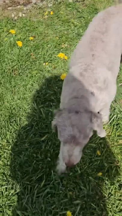 Enlarge CHAI-WASHINGTON, a Adoptable Aussiedoodle in Blaine, WA video 6/6