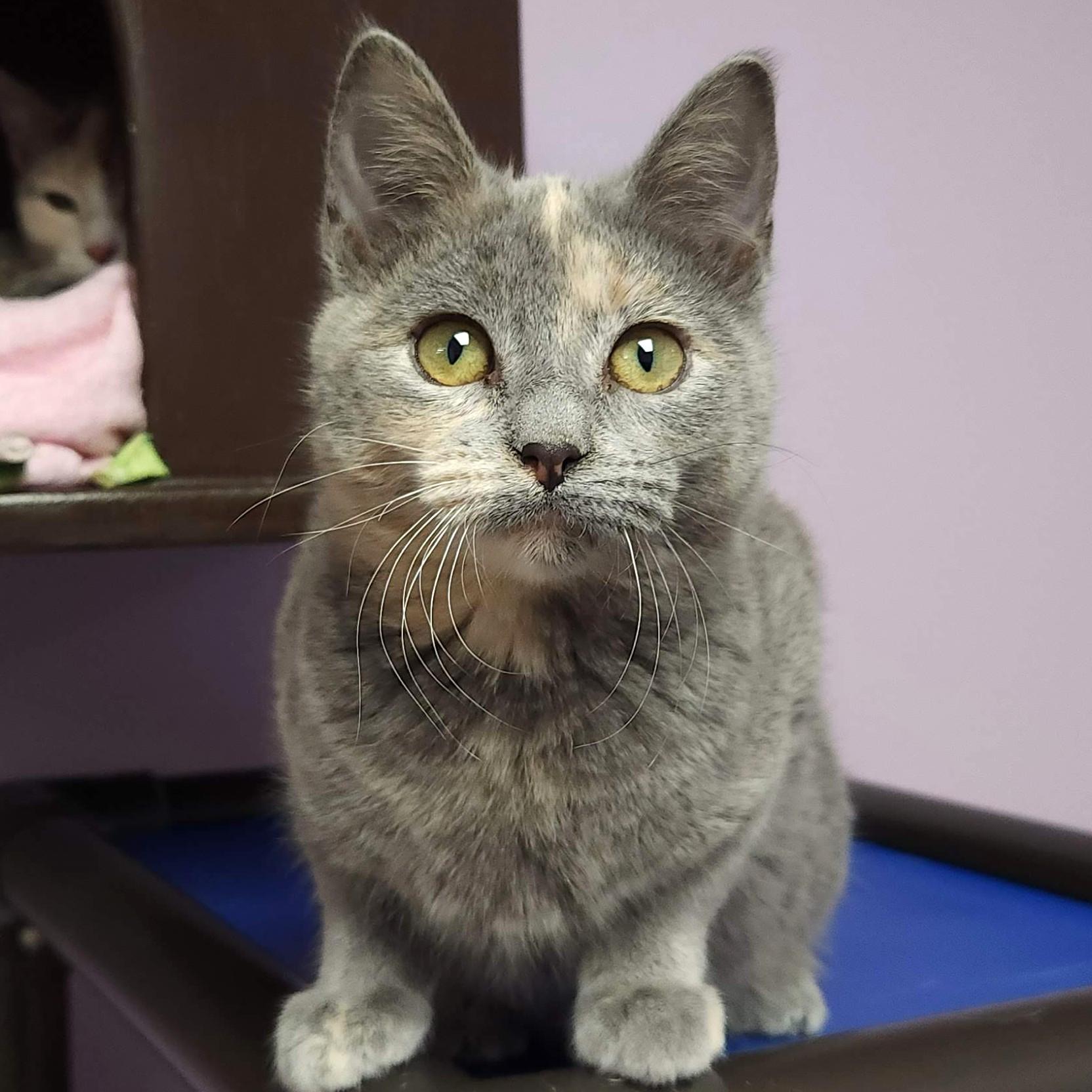 Enlarge Lemon Meringue, an adopted Dilute Tortoiseshell in Marshfield, WI image 1/6