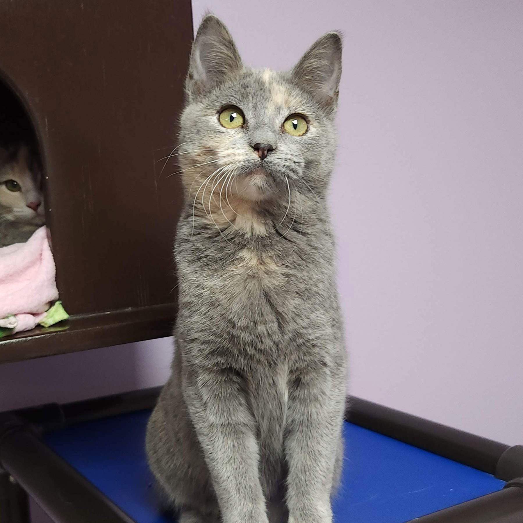 Enlarge Lemon Meringue, an adopted Dilute Tortoiseshell in Marshfield, WI image 2/6