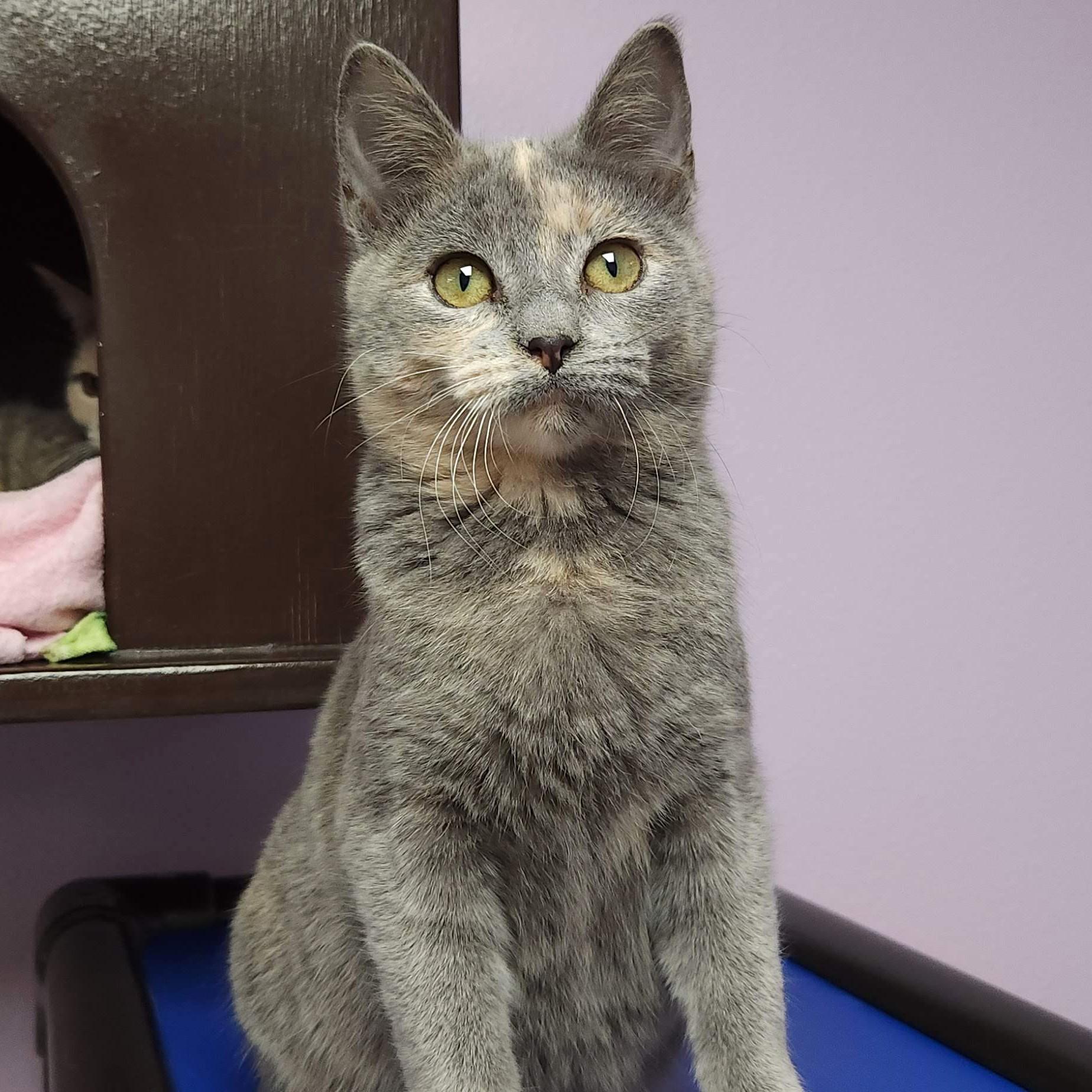 Enlarge Lemon Meringue, an adopted Dilute Tortoiseshell in Marshfield, WI image 5/6