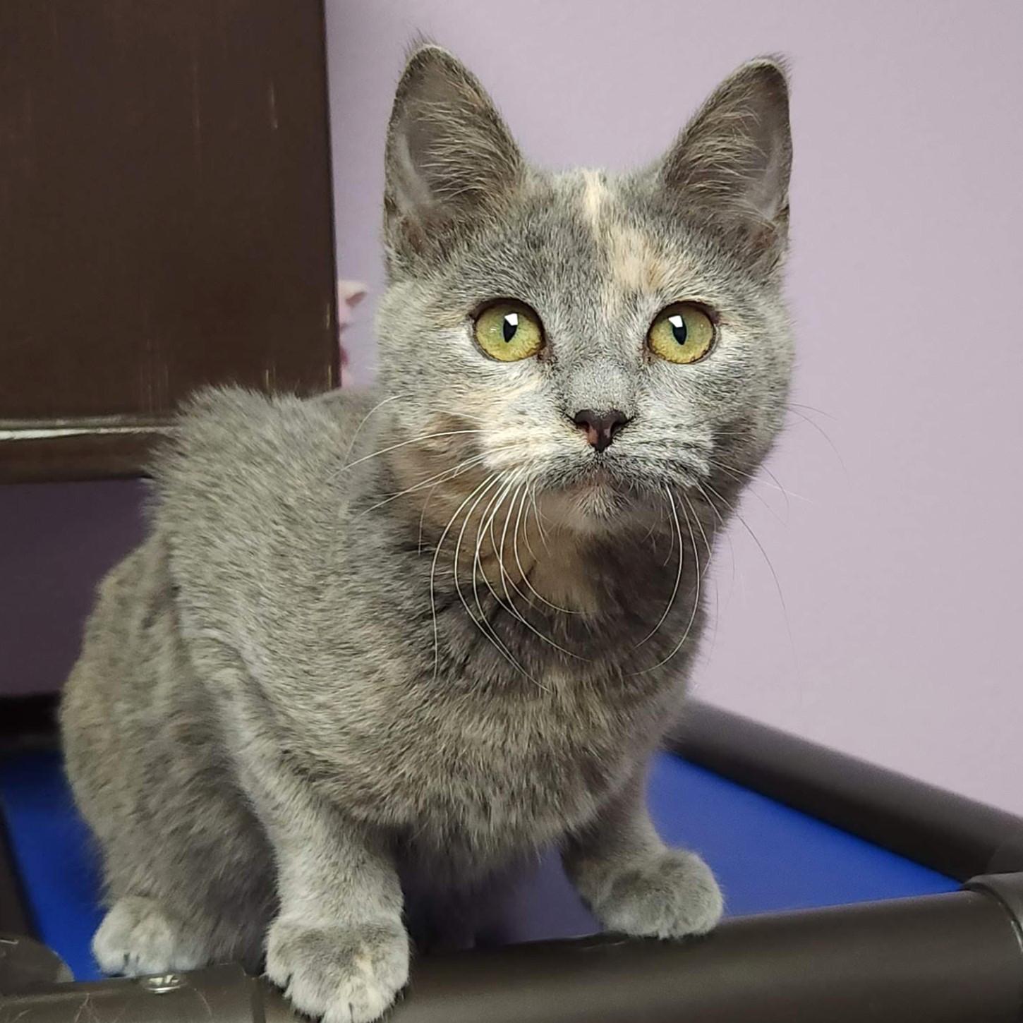 Enlarge Lemon Meringue, an adopted Dilute Tortoiseshell in Marshfield, WI image 4/6