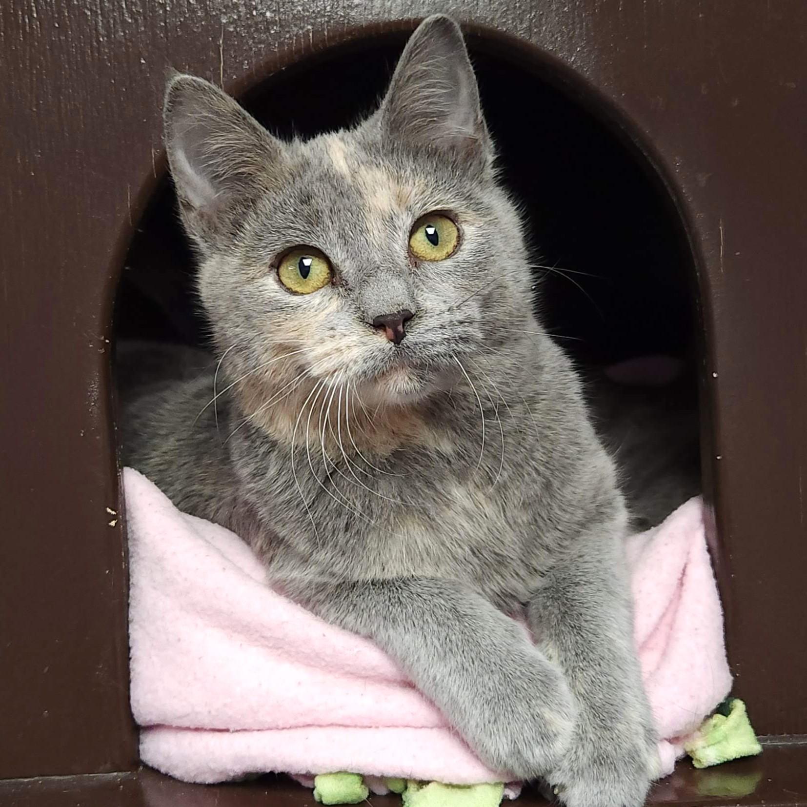 Enlarge Lemon Meringue, an adopted Dilute Tortoiseshell in Marshfield, WI image 3/6