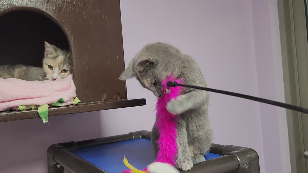 Enlarge Lemon Meringue, an adopted Dilute Tortoiseshell in Marshfield, WI video 6/6