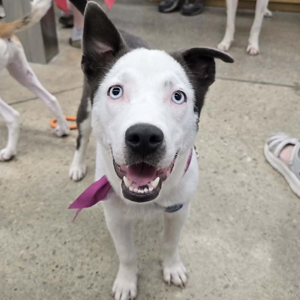 Holly, a Adoptable mixed breed in Olathe, KS image 2/6