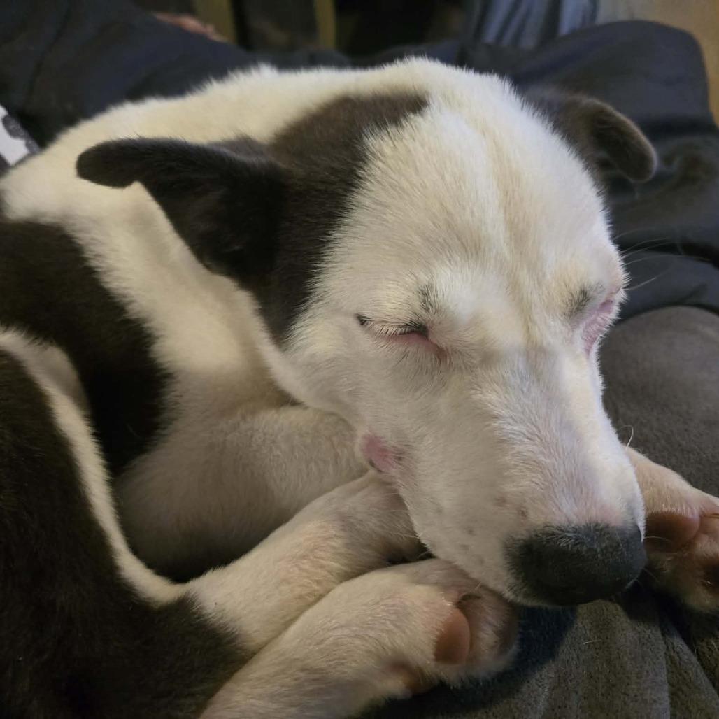 Holly, a Adoptable mixed breed in Olathe, KS image 3/6