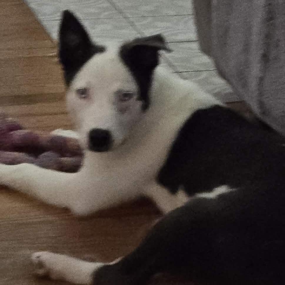 Holly, a Adoptable mixed breed in Olathe, KS image 4/6