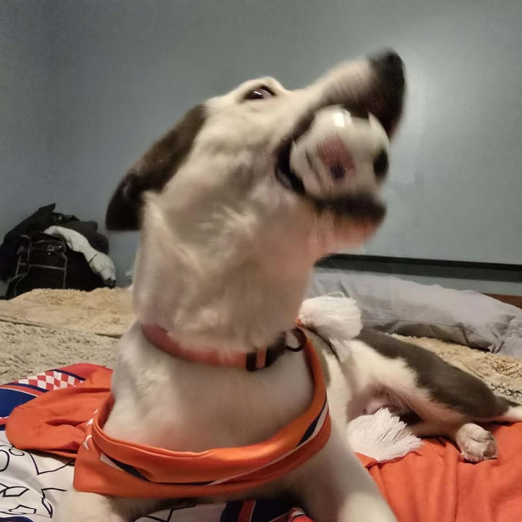 Holly, a Adoptable mixed breed in Olathe, KS image 5/6