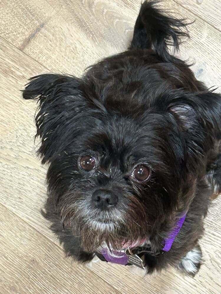 Coco Latte, Adoptable, Adult Female Yorkshire Terrier & Poodle.