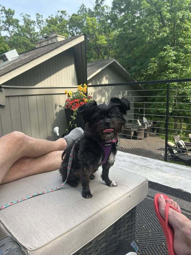 Enlarge Coco Latte, a Adoptable mixed breed in Mundelein, IL image 2/4