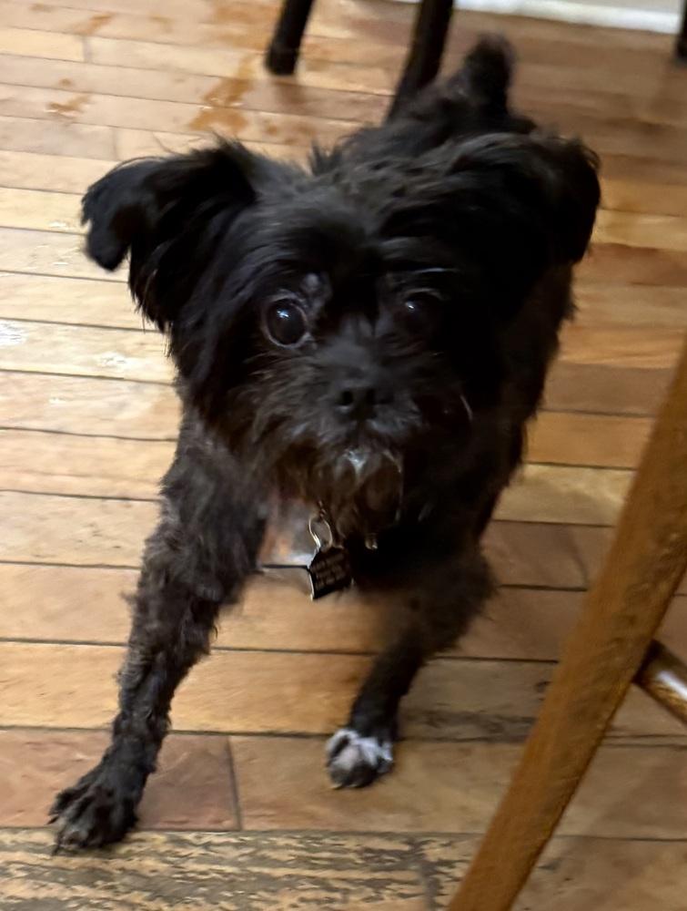 Enlarge Coco Latte, a Adoptable mixed breed in Mundelein, IL image 3/4