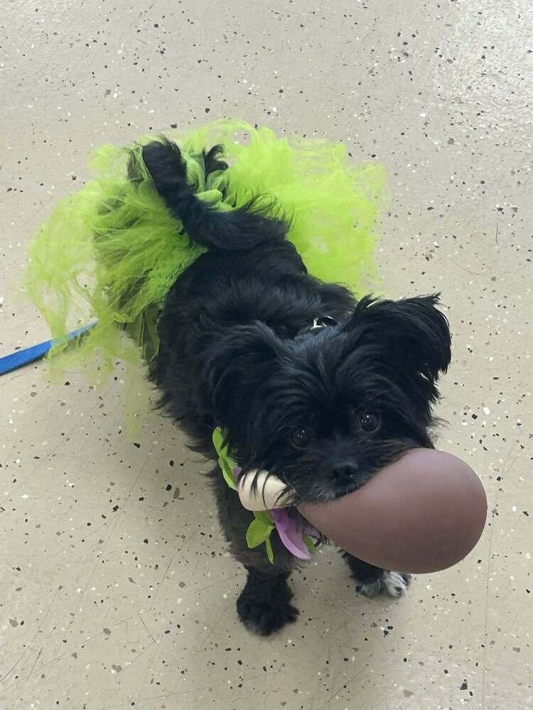 Enlarge Coco Latte, a Adoptable mixed breed in Mundelein, IL image 4/4