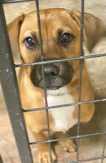 OLIVER, an adopted mixed breed in Lake Ozark, MO image 5/5