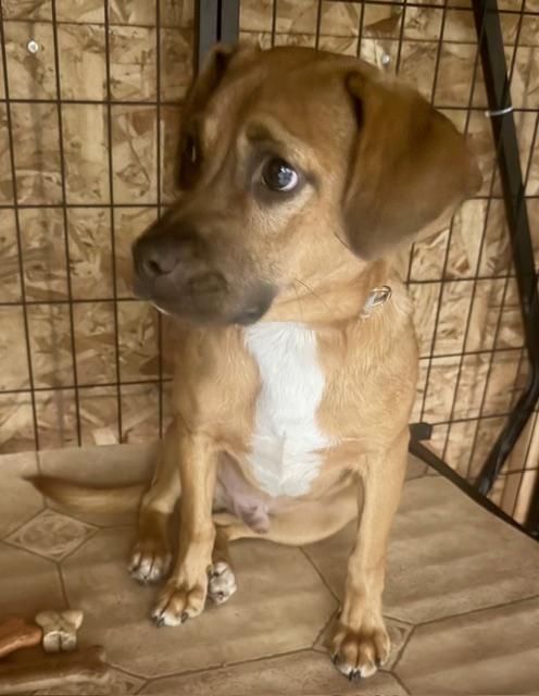 OLIVER, an adopted mixed breed in Lake Ozark, MO image 2/5