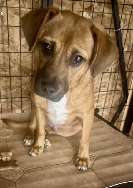 OLIVER, an adopted mixed breed in Lake Ozark, MO image 4/5