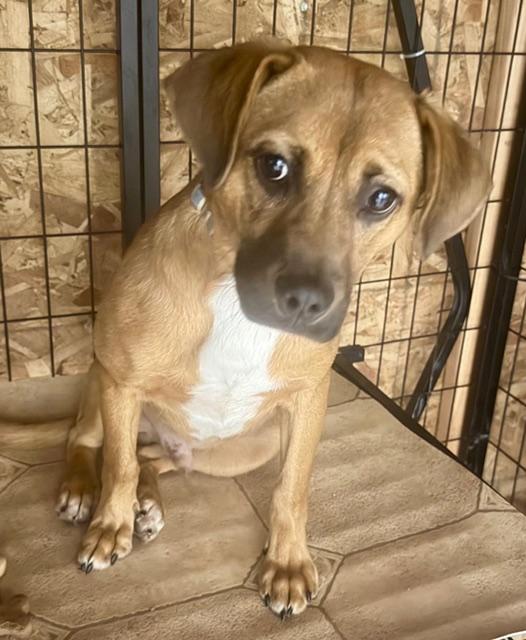 OLIVER, an adopted mixed breed in Lake Ozark, MO image 3/5