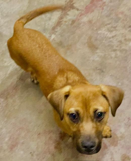 OLIVER, adopted, Puppy Male Chihuahua & Mixed Breed.