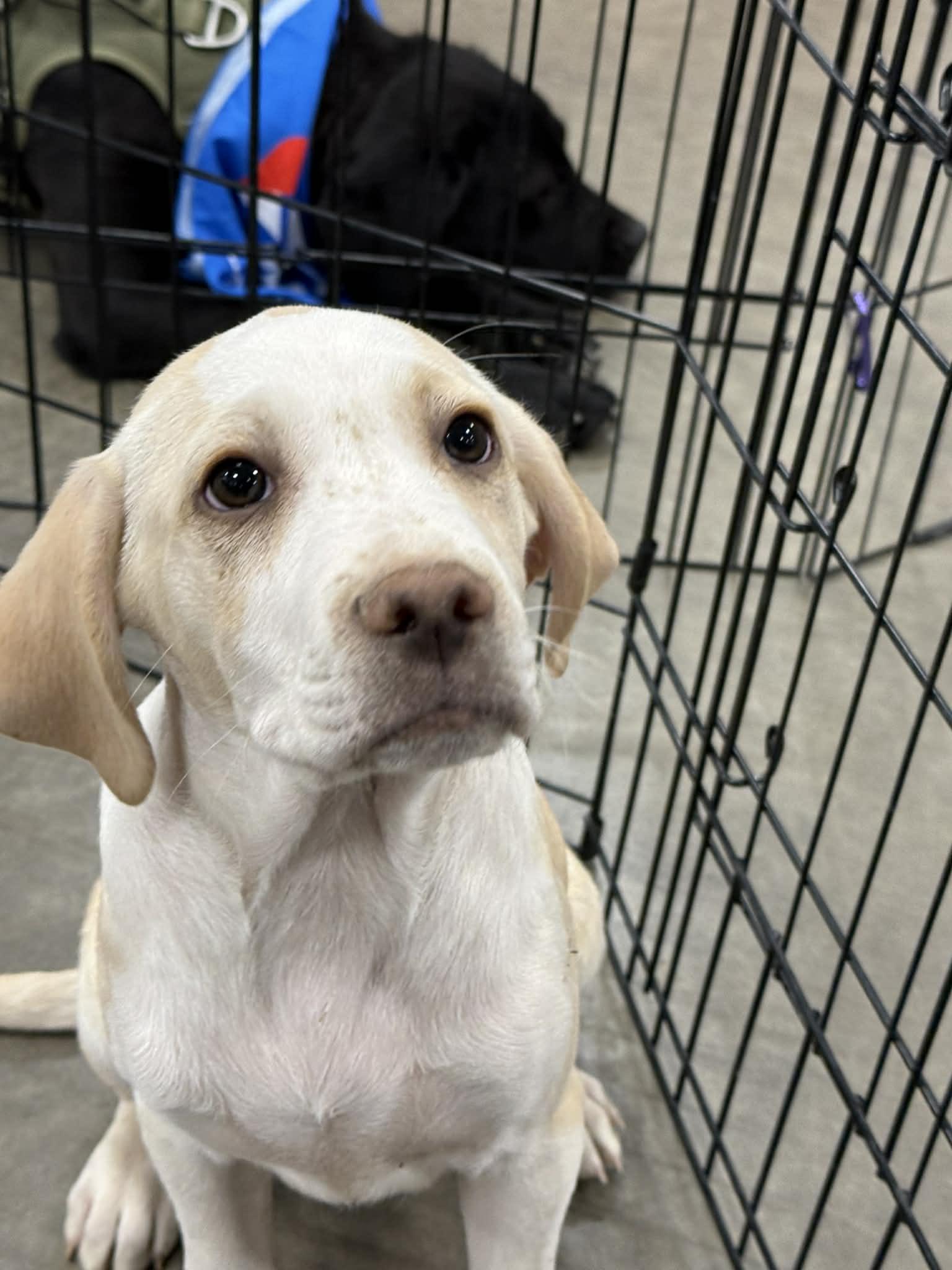 Banana Cream, ADOPTABLE, Puppy Male Yellow Labrador Retriever.