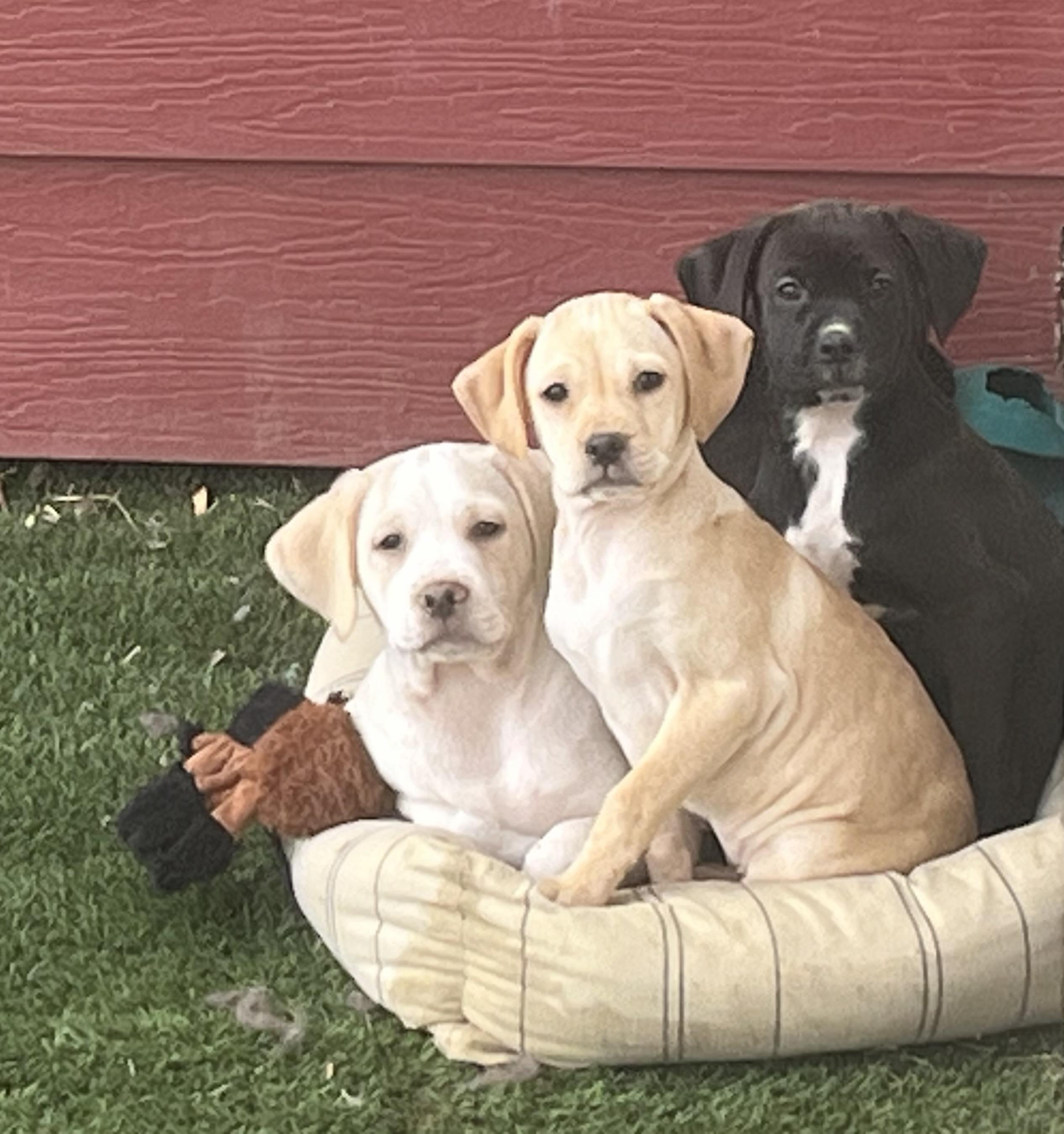 Enlarge Banana Cream, a ADOPTABLE mixed breed in Longmont, CO image 2/3