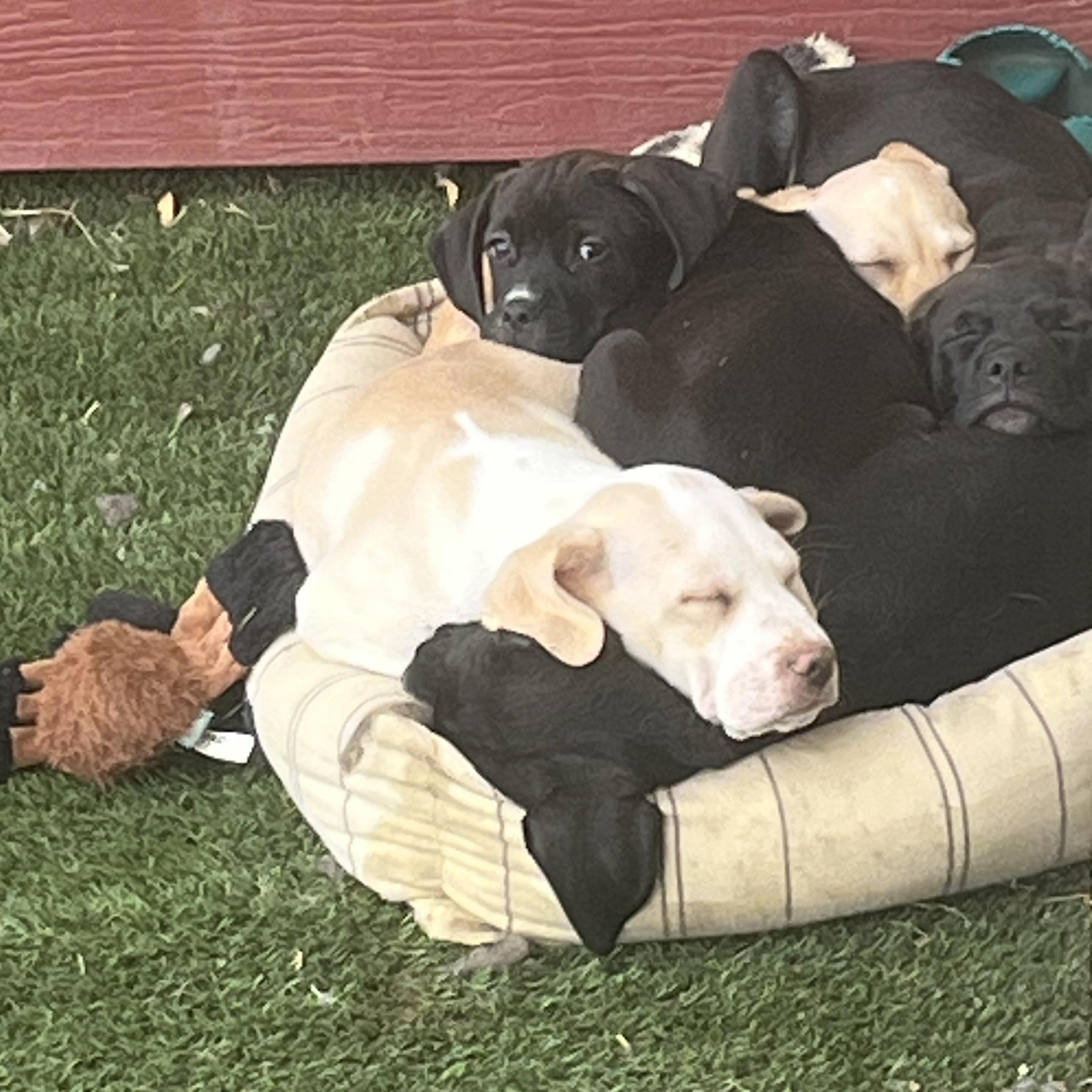 Enlarge Banana Cream, a ADOPTABLE mixed breed in Longmont, CO image 3/3