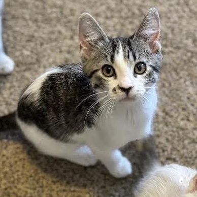 Jinu — thumbnail 2