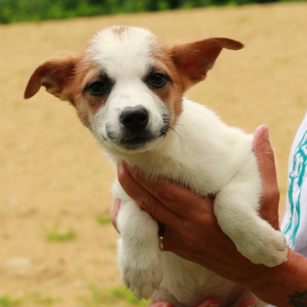 CT Argentina, Adoptable, Puppy Female Mixed Breed.