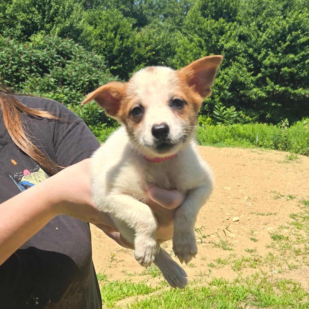 Enlarge CT Argentina, a Adoptable Mixed Breed in Stormville, NY image 2/5