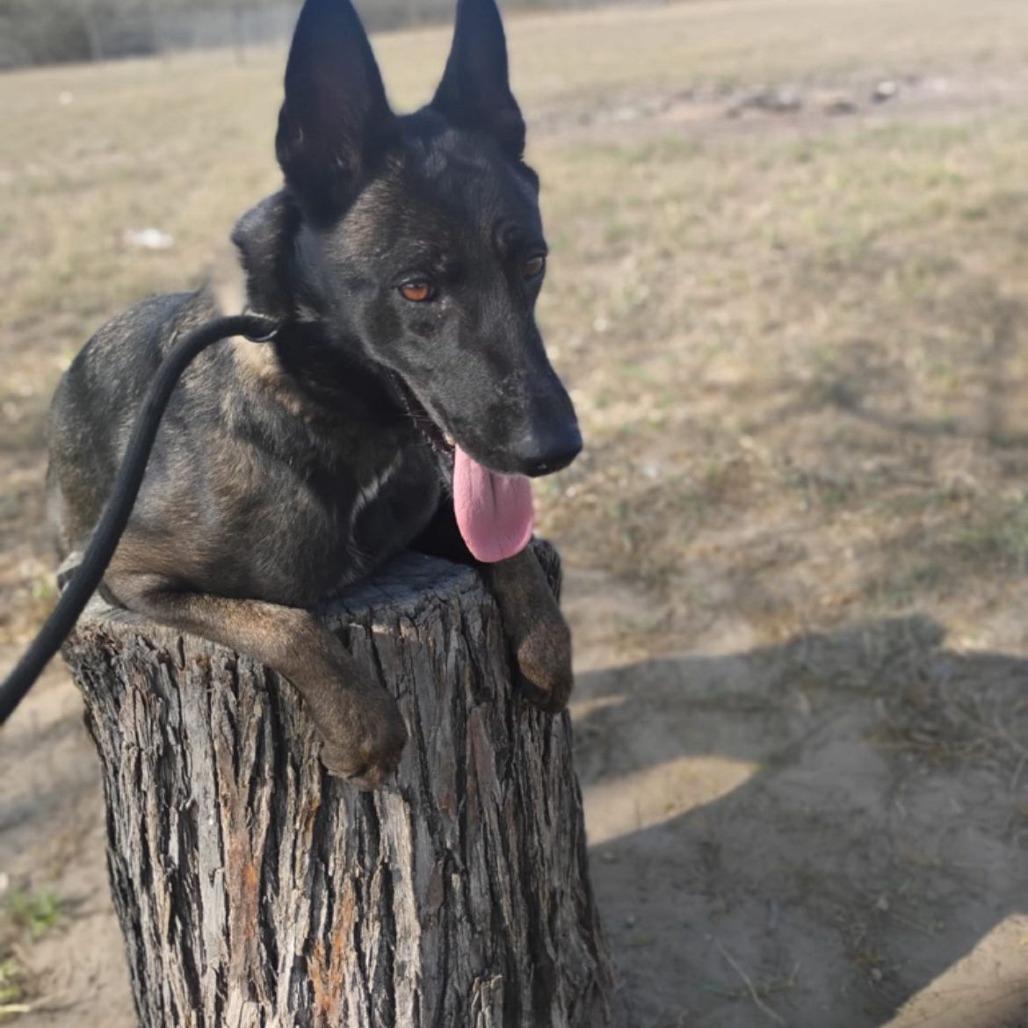 Cassie, Adoptable, Adult Female Shepherd & Dutch Shepherd.