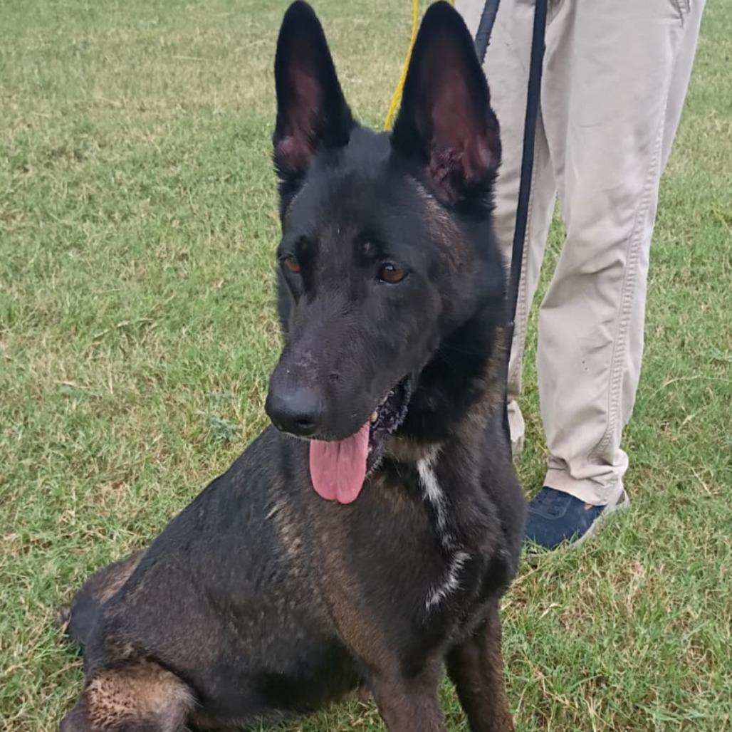 Enlarge Cassie, a Adoptable mixed breed in West Islip, NY image 3/6