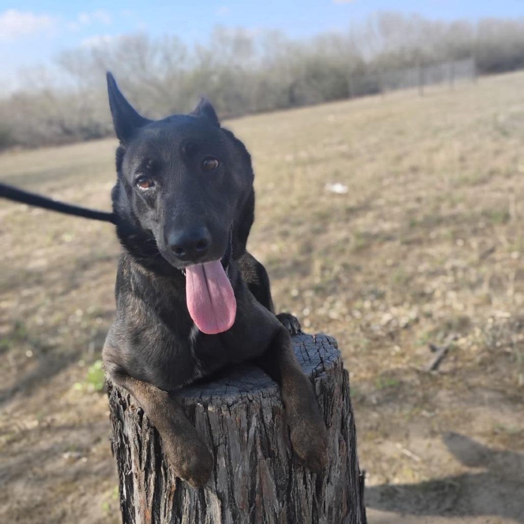 Enlarge Cassie, a Adoptable mixed breed in West Islip, NY image 4/6