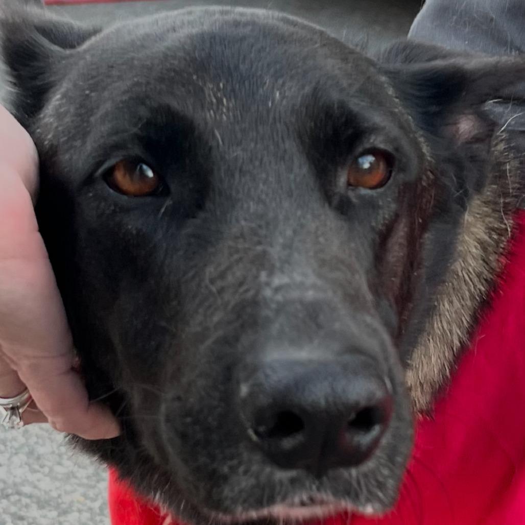 Enlarge Cassie, a Adoptable mixed breed in West Islip, NY image 5/6