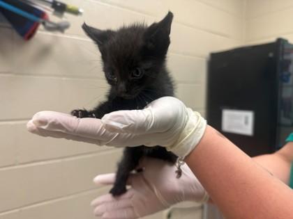 Sun Tan Lotion, Adoptable, Kitten Male Domestic Short Hair & Domestic Short Hair.