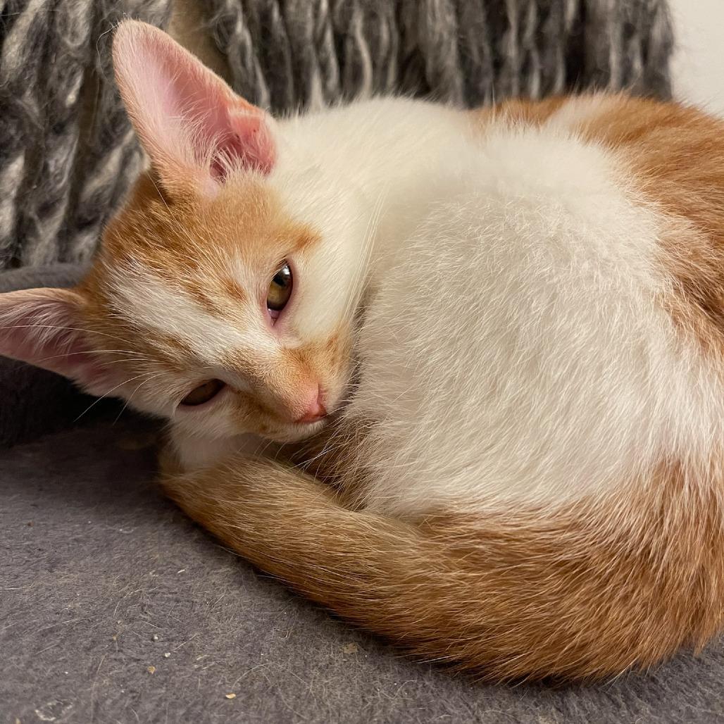 TicTac, Adoptable, Young Male Domestic Short Hair.