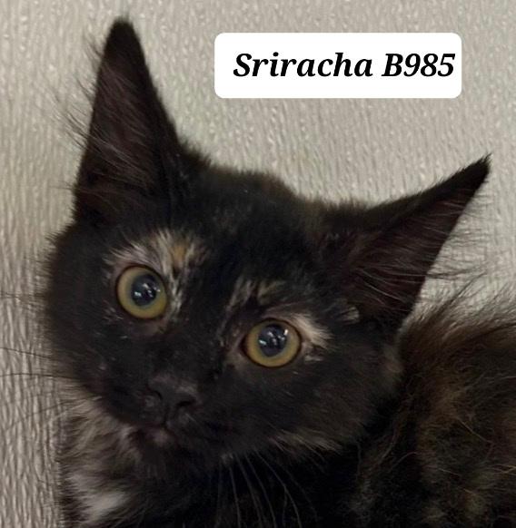 Sriracha, ADOPTABLE, Kitten Female Domestic Long Hair.