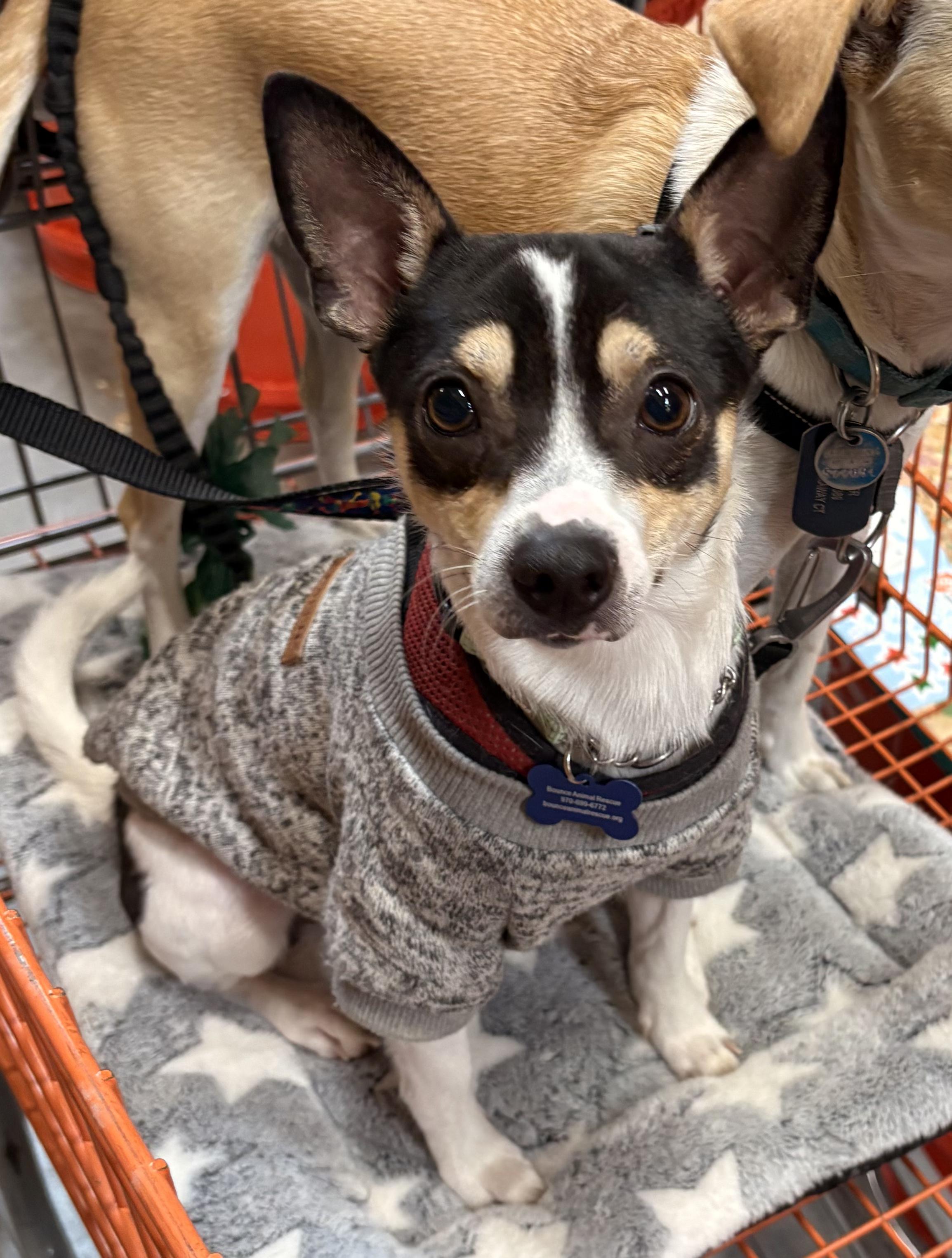 Frijol, a ADOPTABLE mixed breed in Fort Collins, CO image 1/4