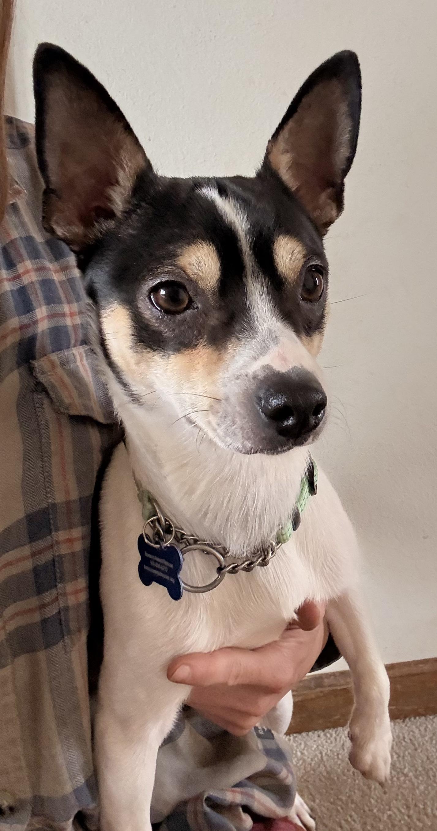 Frijol, a ADOPTABLE mixed breed in Fort Collins, CO image 2/4