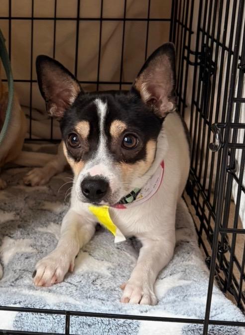 Frijol, a ADOPTABLE mixed breed in Fort Collins, CO image 3/4