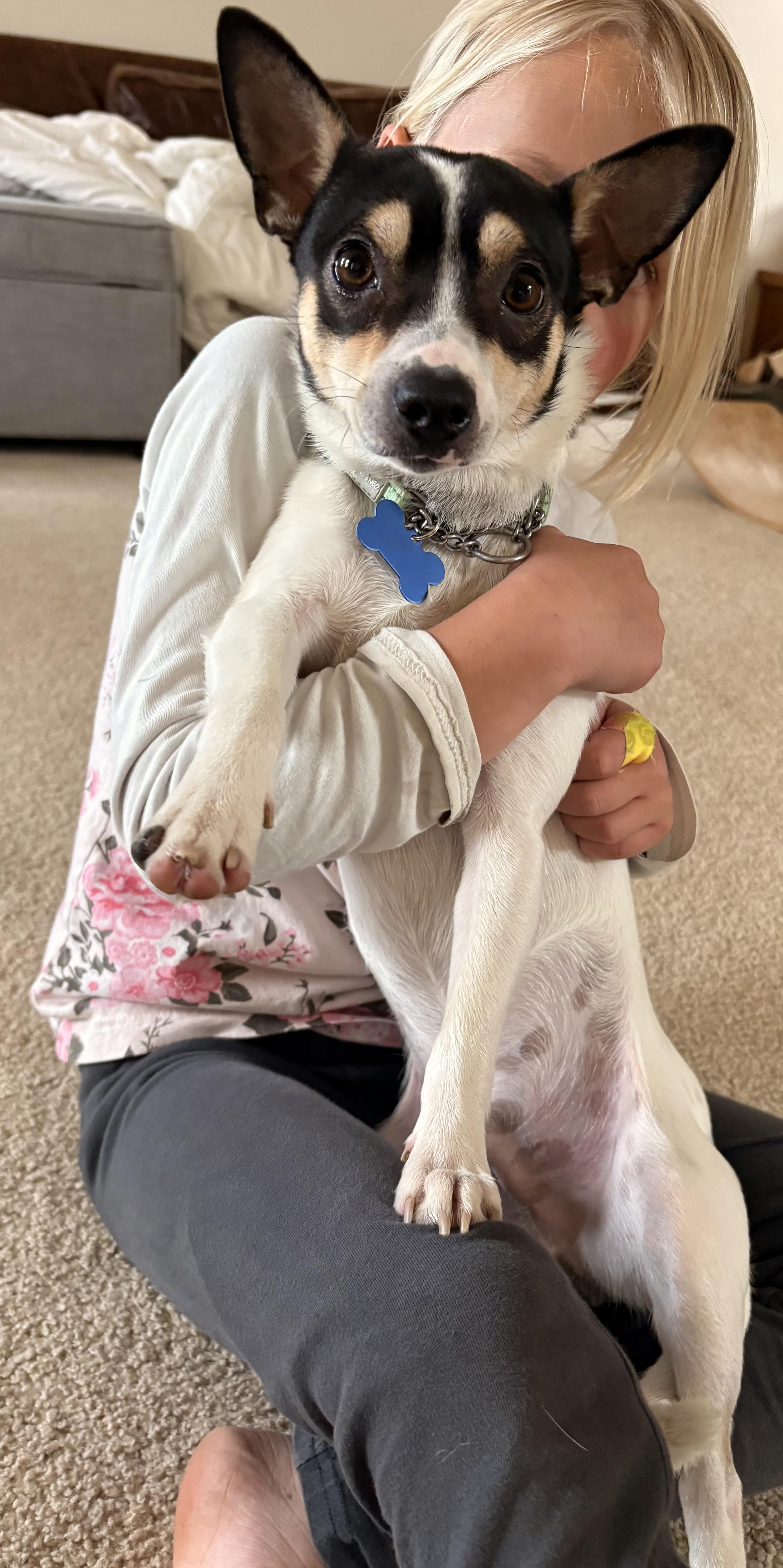 Frijol, a ADOPTABLE mixed breed in Fort Collins, CO image 4/4